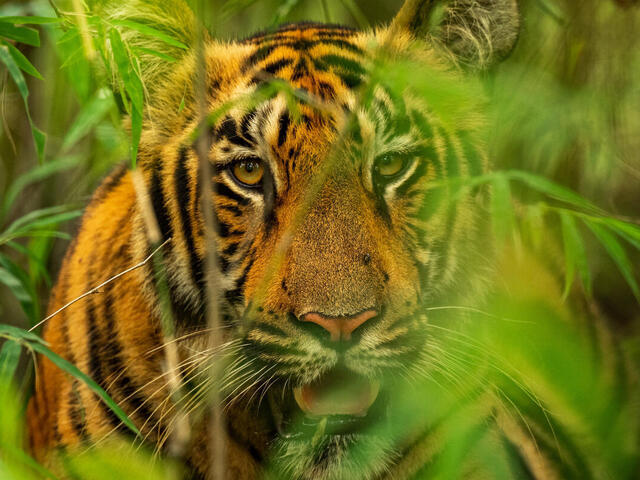Close up portrait of an adult tiger in tall green reeds looking at the camera with its mouth open