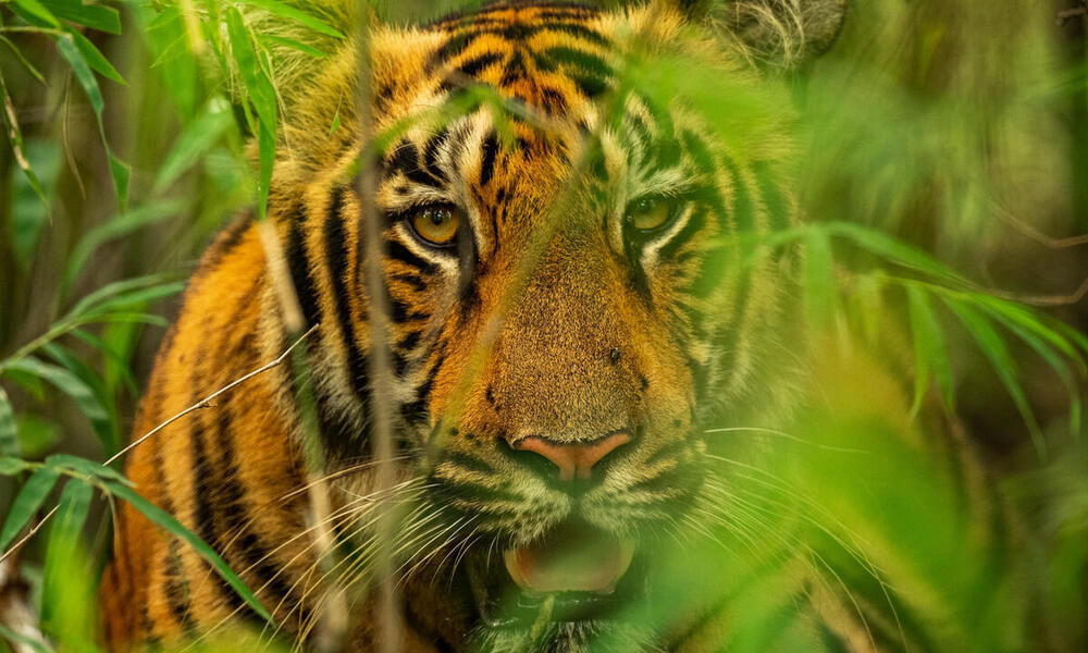 Penampakan harimau baru di Thailand memberi harapan untuk konservasi |  cerita