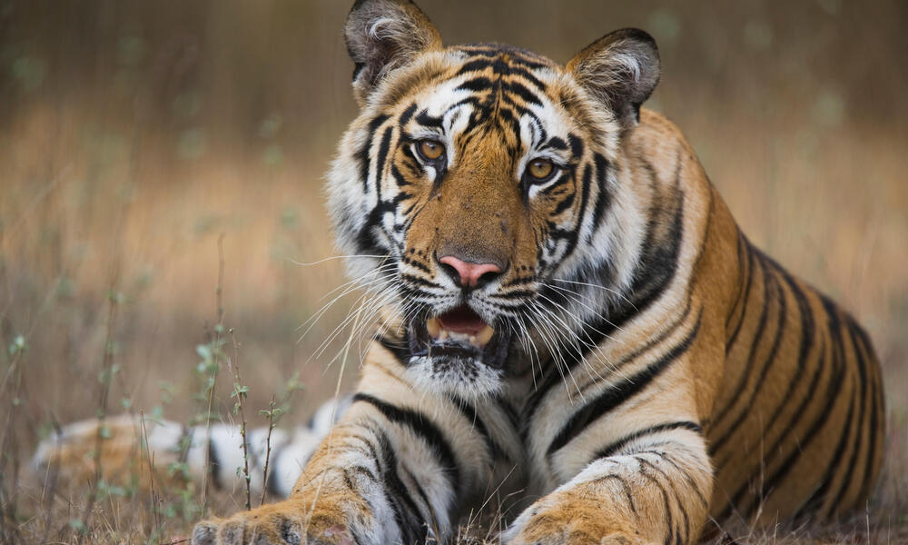 tiger sitting in field