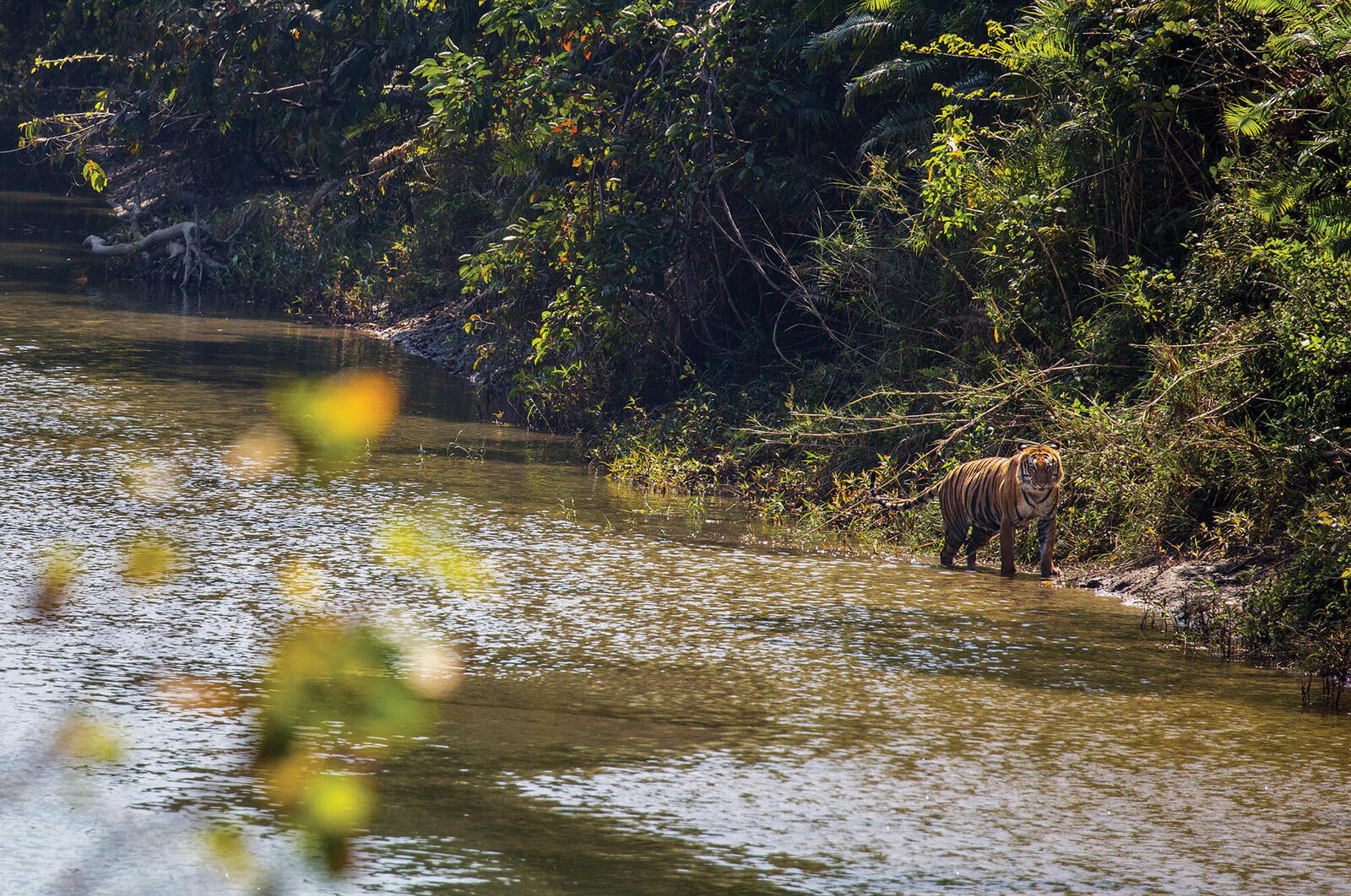 Tiger walking along river shore