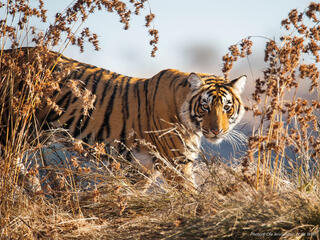 Tiger walking in tall grass