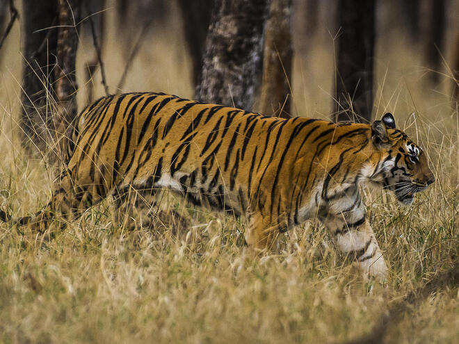 Continental Tiger, Species