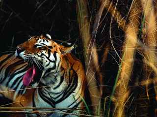 A Bengal tiger yawning and lounging in the tall grass