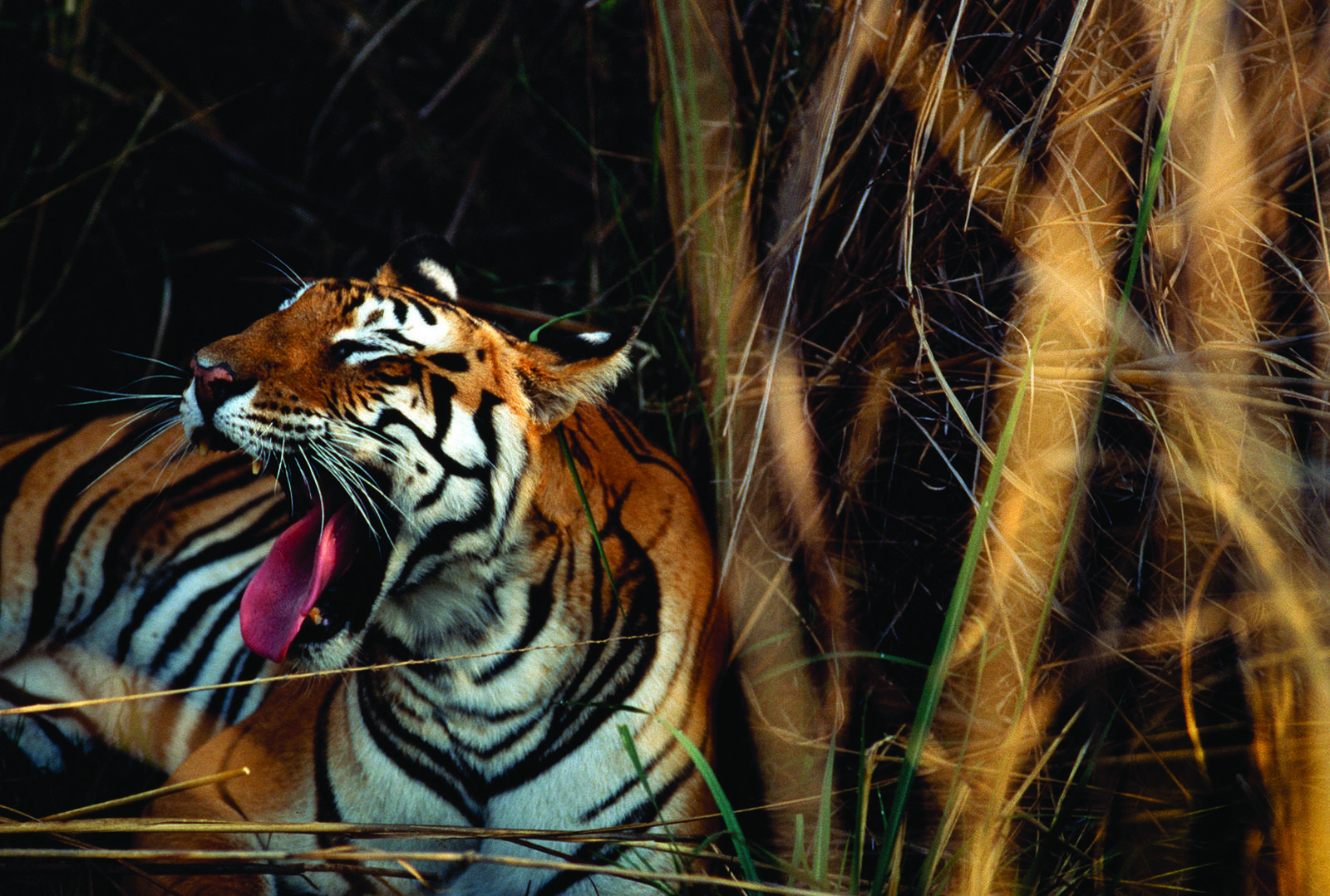 A Bengal tiger yawning and lounging in the tall grass