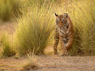 Tiger walking in tall grass in a beautiful golden light