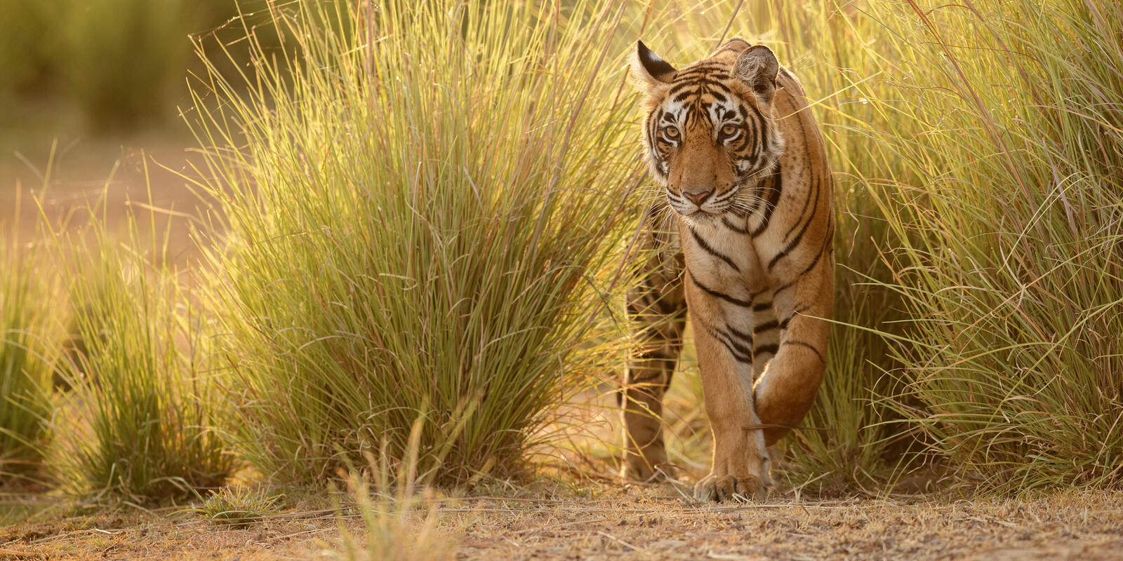 How DSWF is Protecting & Saving Tigers