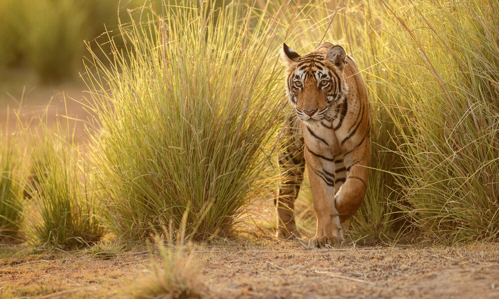 Tiger walking in tall grass in a beautiful golden light