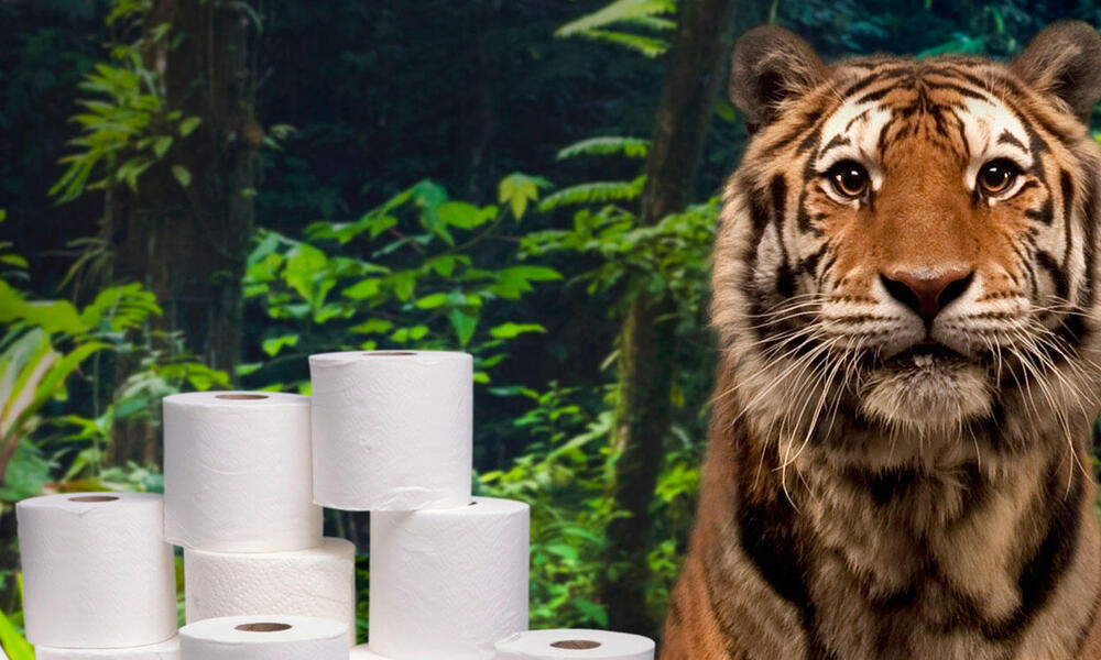 Tiger in forest surrounded by toilet paper