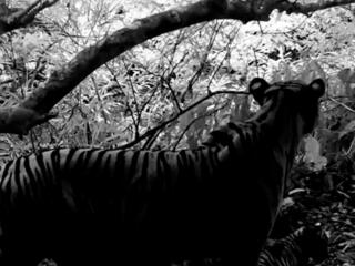 A black and white photo of a tigress looking away from the camera with cubs at her feet