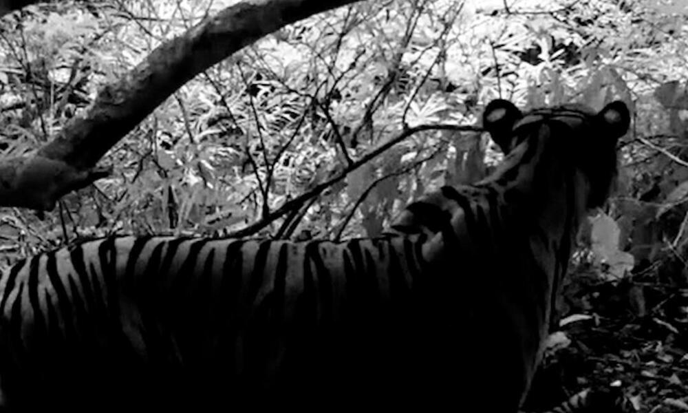A black and white photo of a tigress looking away from the camera with cubs at her feet