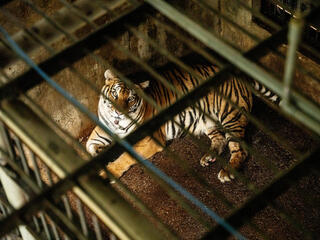 View of caged tiger through bars