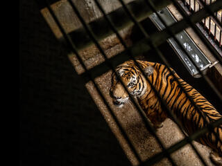 Tiger looking out through a cage