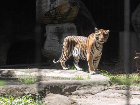 Tiger standing in a caged area