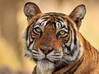 Tiger from Ranthambhore, India sitting in tall golden grass and looking at the camera