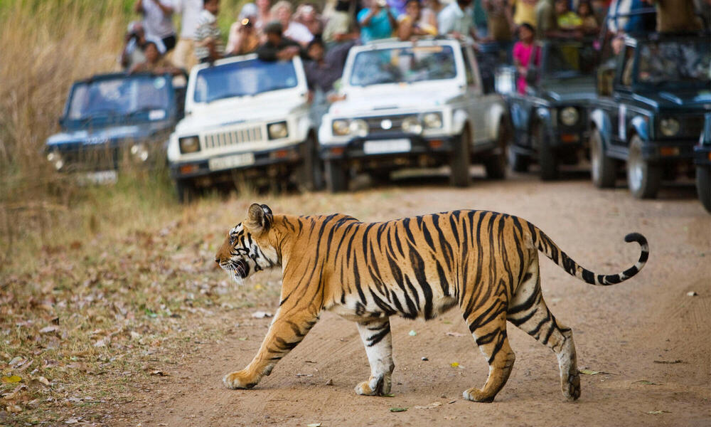 A tiger crosses the road in front of a crowd watching