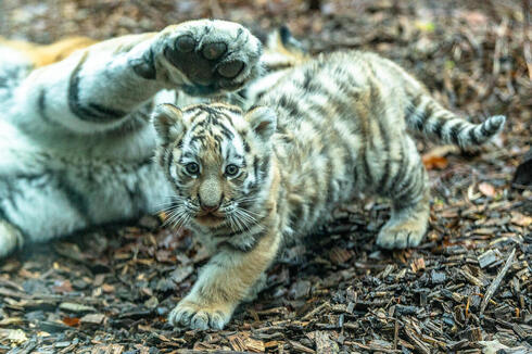 A captive tiger cub looks at the camera as its mother paws at the cub.