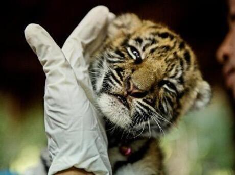 Tiger cub held in gloved hands