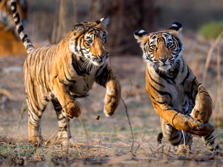 Two young tigers romping
