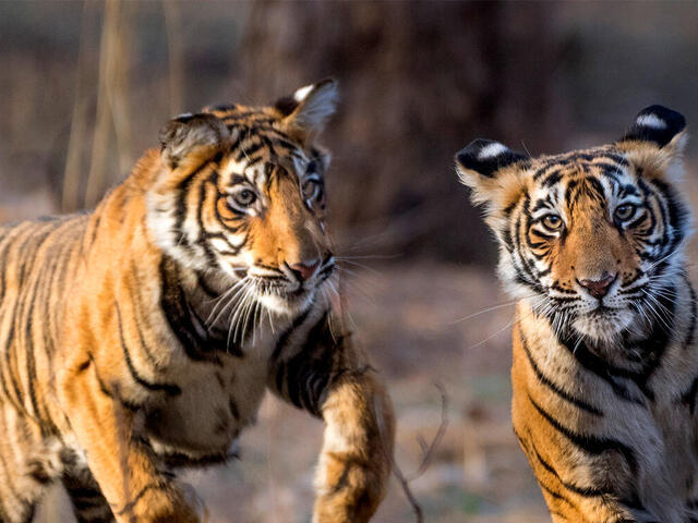 Two young tigers romping