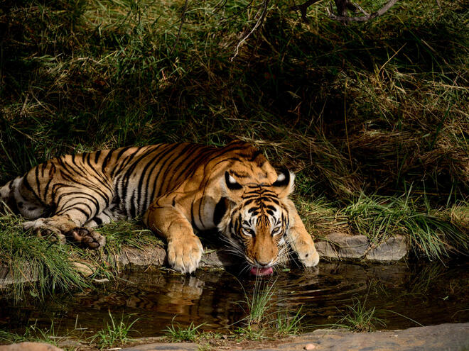 Tiger drinking from water source