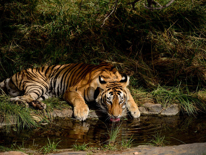 Bengal Tigers May Not Survive Climate Change - The New York Times