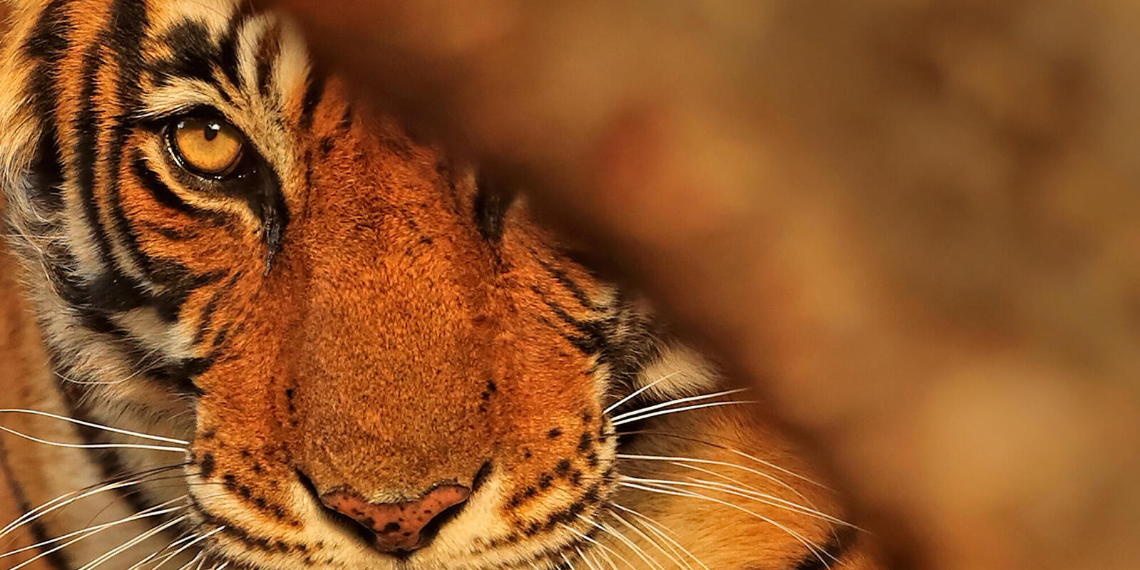 Tiger timeline | Magazine Articles | WWF