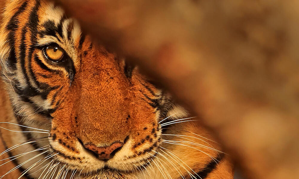 Saving the amur tiger