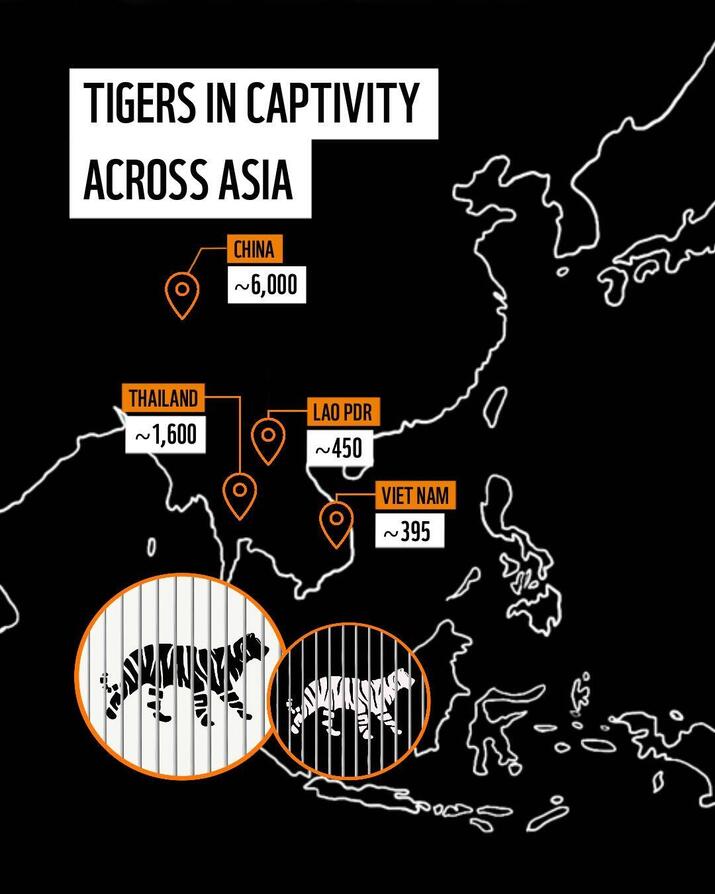 Map of tigers in captivity across Asia