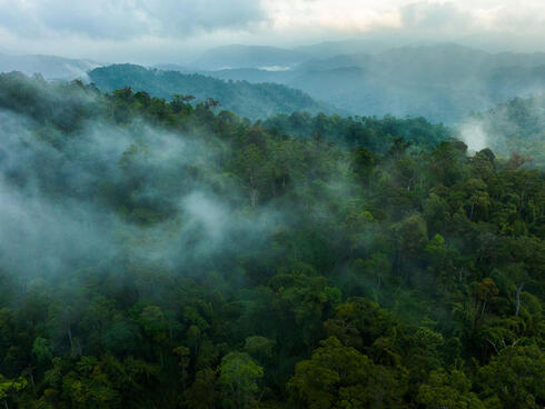 Aerial photo of fog-shrouded forest