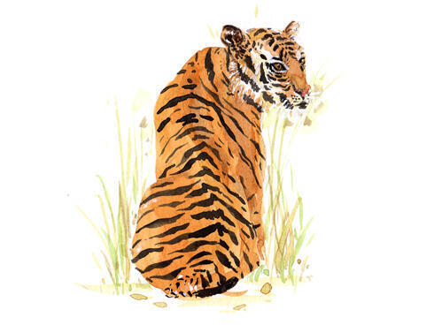 Tiger
