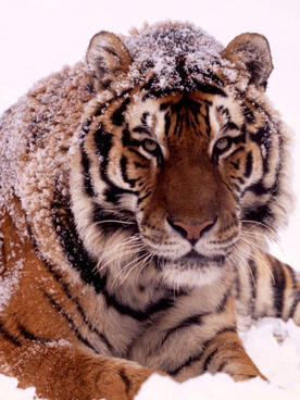 Amur tiger in snow