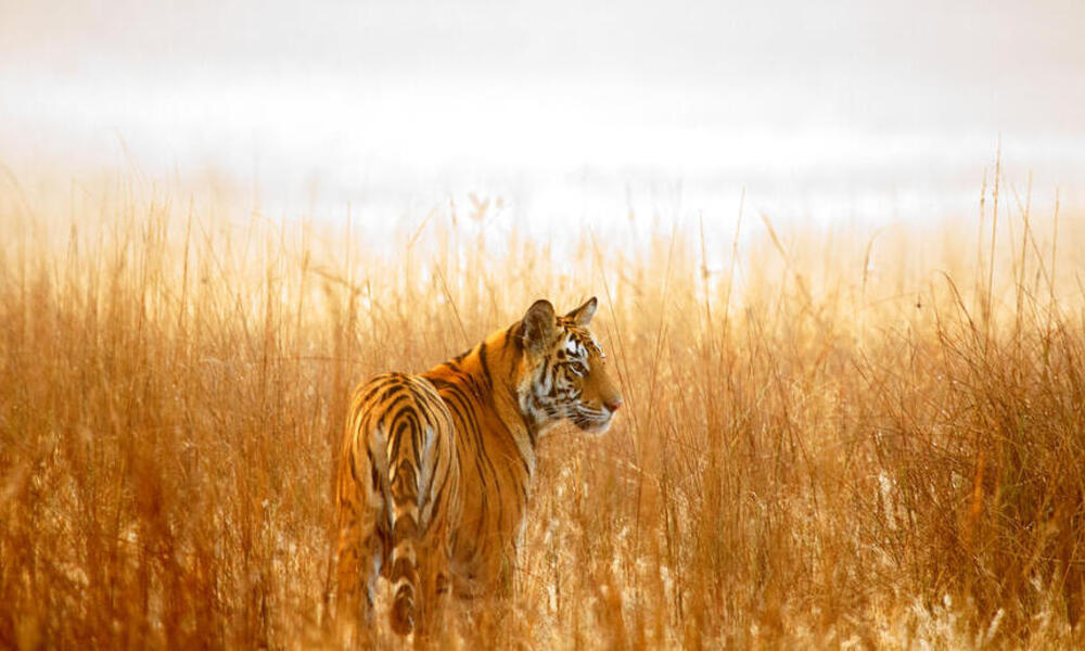 Tiger Stripe Identification - The Tiniest Tiger