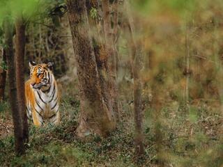 Tiger in the forest