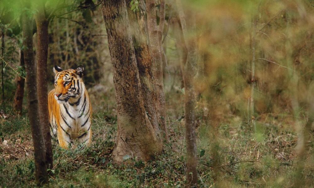 Tiger in the forest