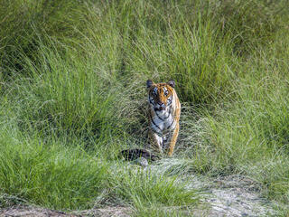 A tiger walks out of tall green grass