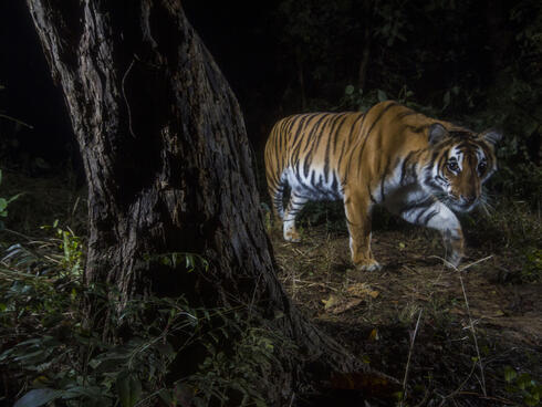 A tiger walks around a tree in the dark of night