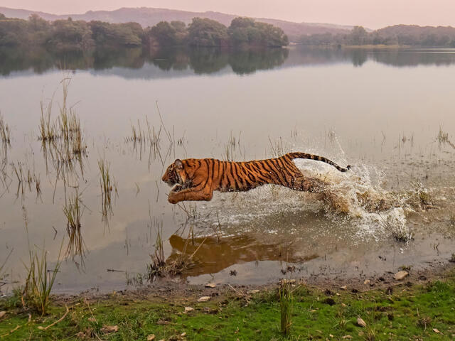 Tiger jumps into water