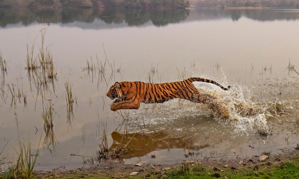 Can tigers help address climate change?