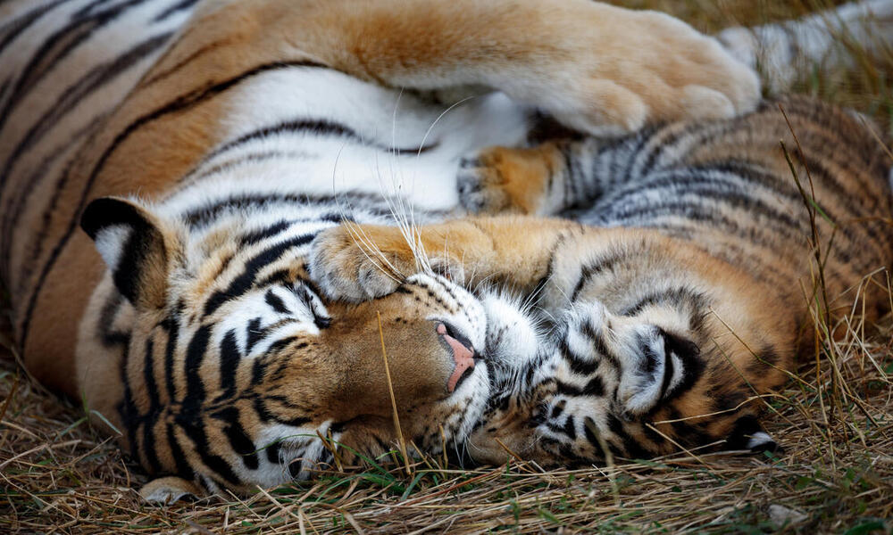 A tigress and cub snuggle while facing one another