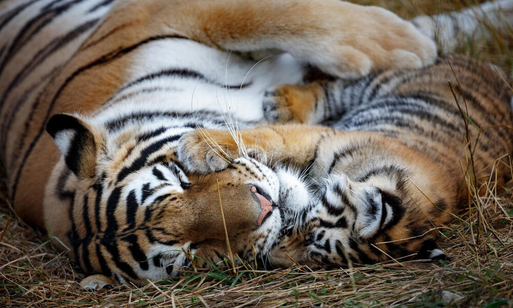 Endangered tiger cubs enjoy water fight during lockdown