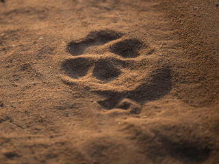 Tiger paw print in sandy soil