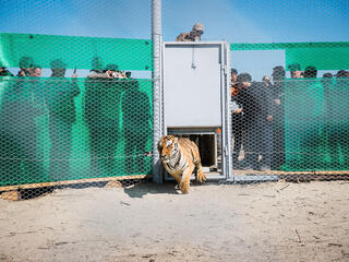 A tiger dashes out of a gate while people observe behind a fence