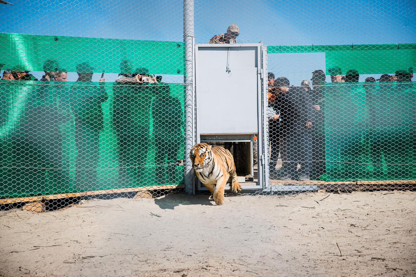 A tiger dashes out of a gate while people observe behind a fence