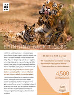 WWF Report: Bringing Back Tigers Brochure