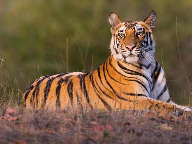 Tiger resting on the ground