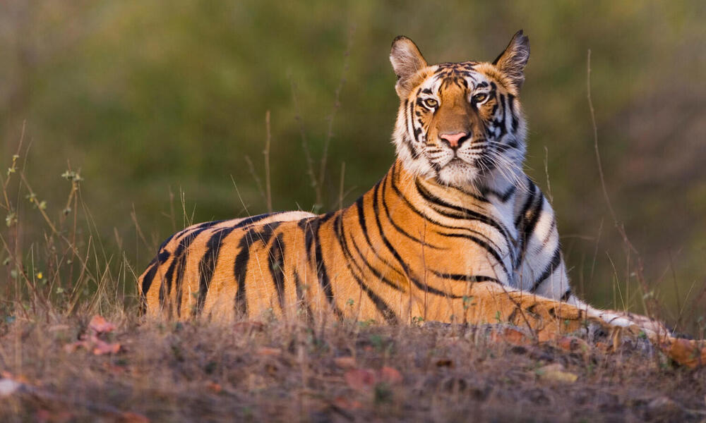 Tiger | Species | WWF