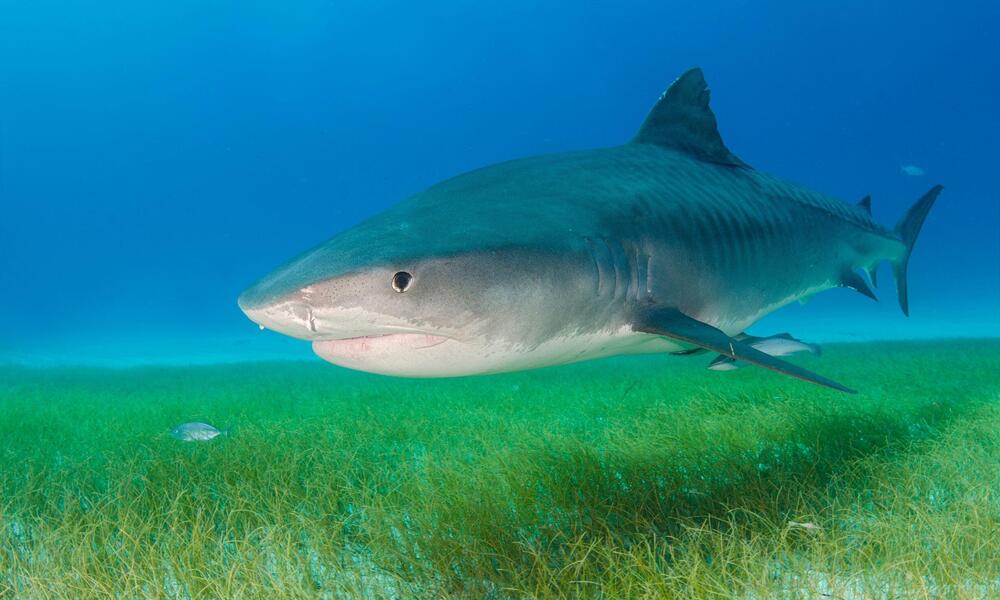 Tiger shark swims over seagrass. 