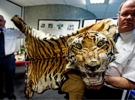 Police holding seized tiger skin with head