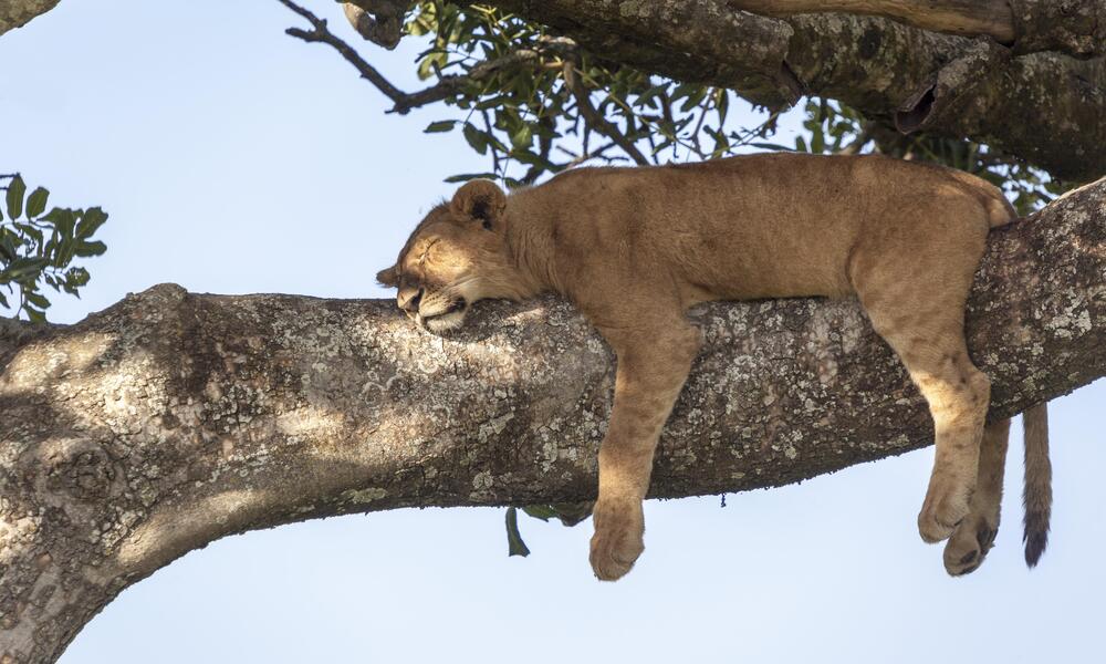 Lion cub sleeping on a tree branch
