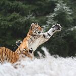 Tiger swipes at the air with evergreen trees in the background